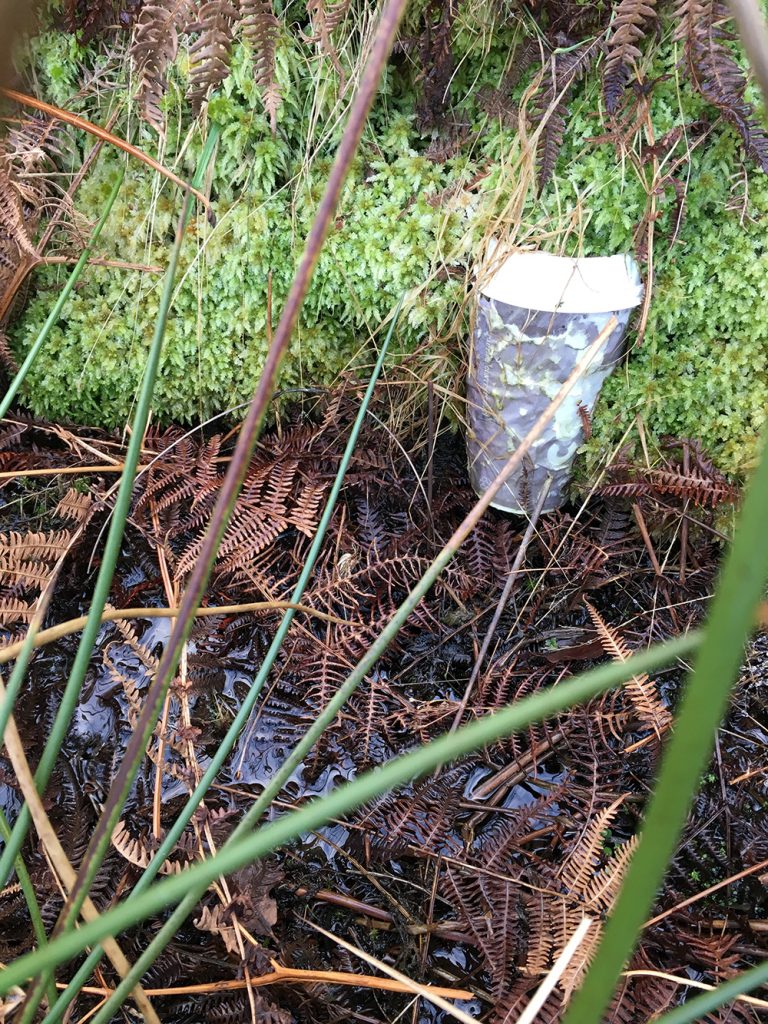 A decaying takeaway cup nestled among moss and bracken.