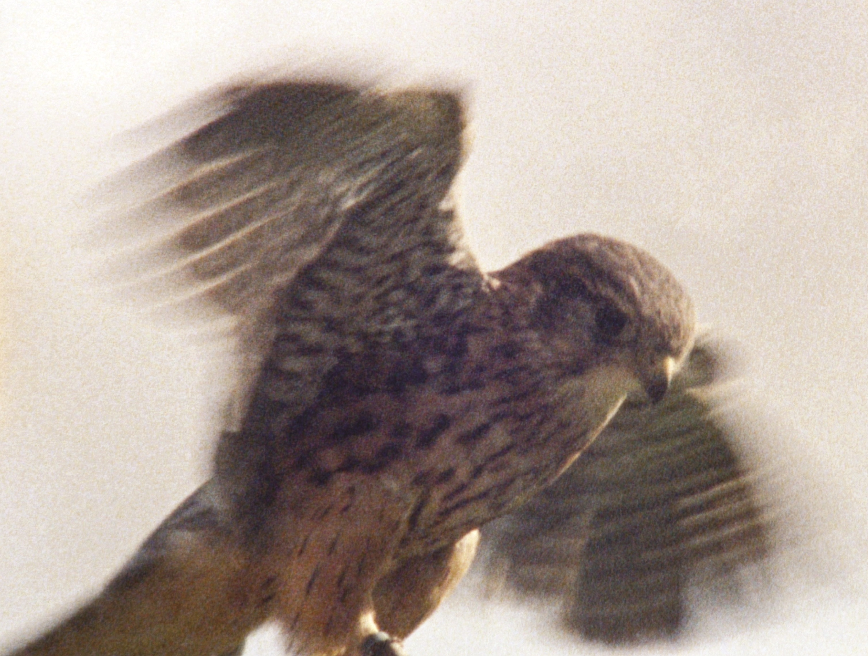 A slightly blurred image of a merlin (a bird of prey) in motion.