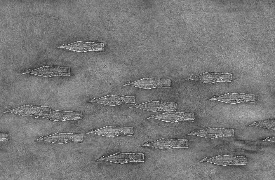 a black and white image showing whales moving underwater.
