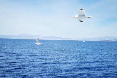 We see an image looking over the sea towards the mountains in the distance. Close up in the sky are two sea birds with black tips. They are flying separate although at the same height. The sea is calm with a very small swell, no waves. The sky has thin white clouds.