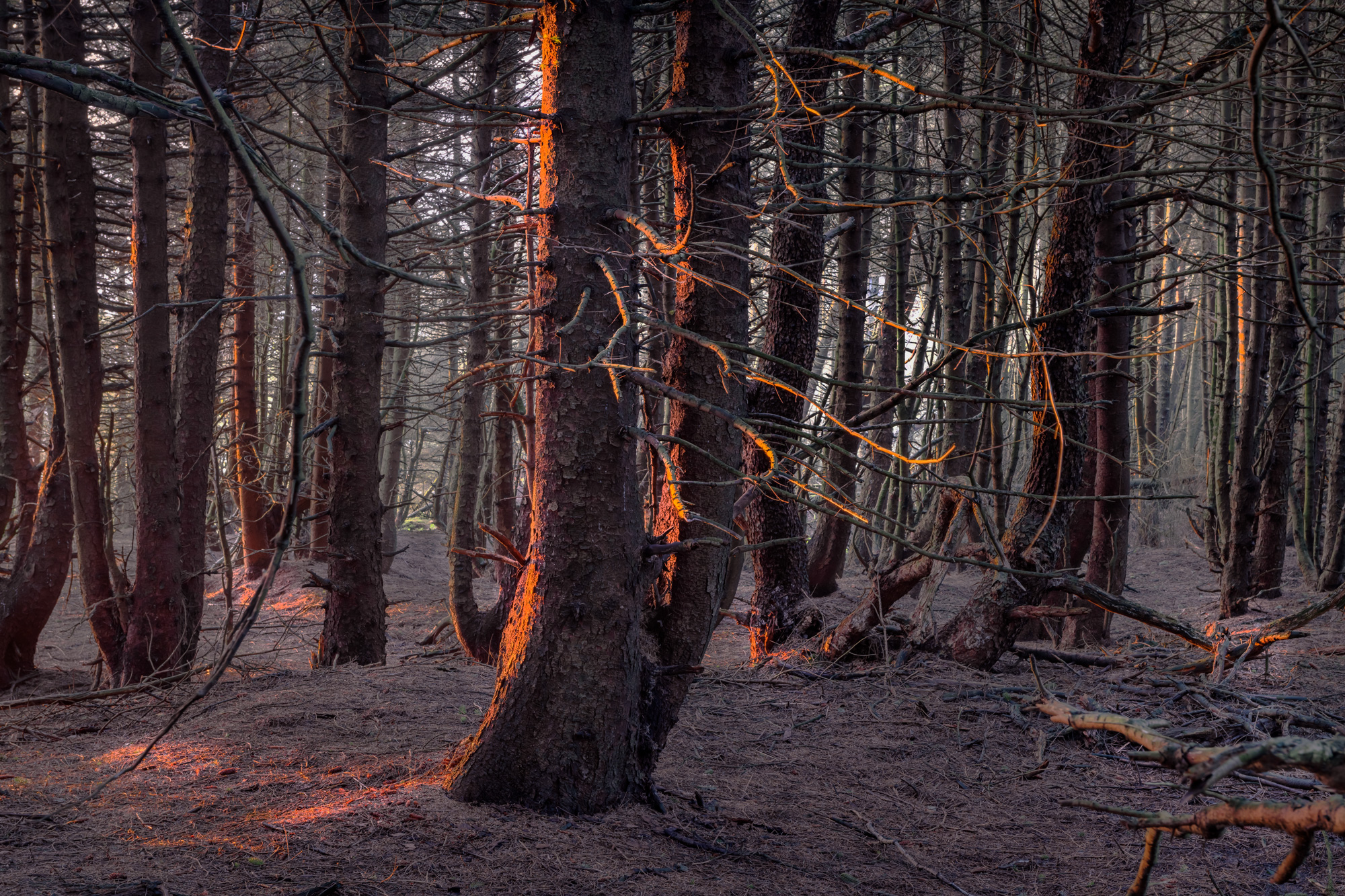 A forest is shown in low sunlight, as though in winter or at dusk. The image is in shades of dark brown, green, blue and orange where light strikes the trees.