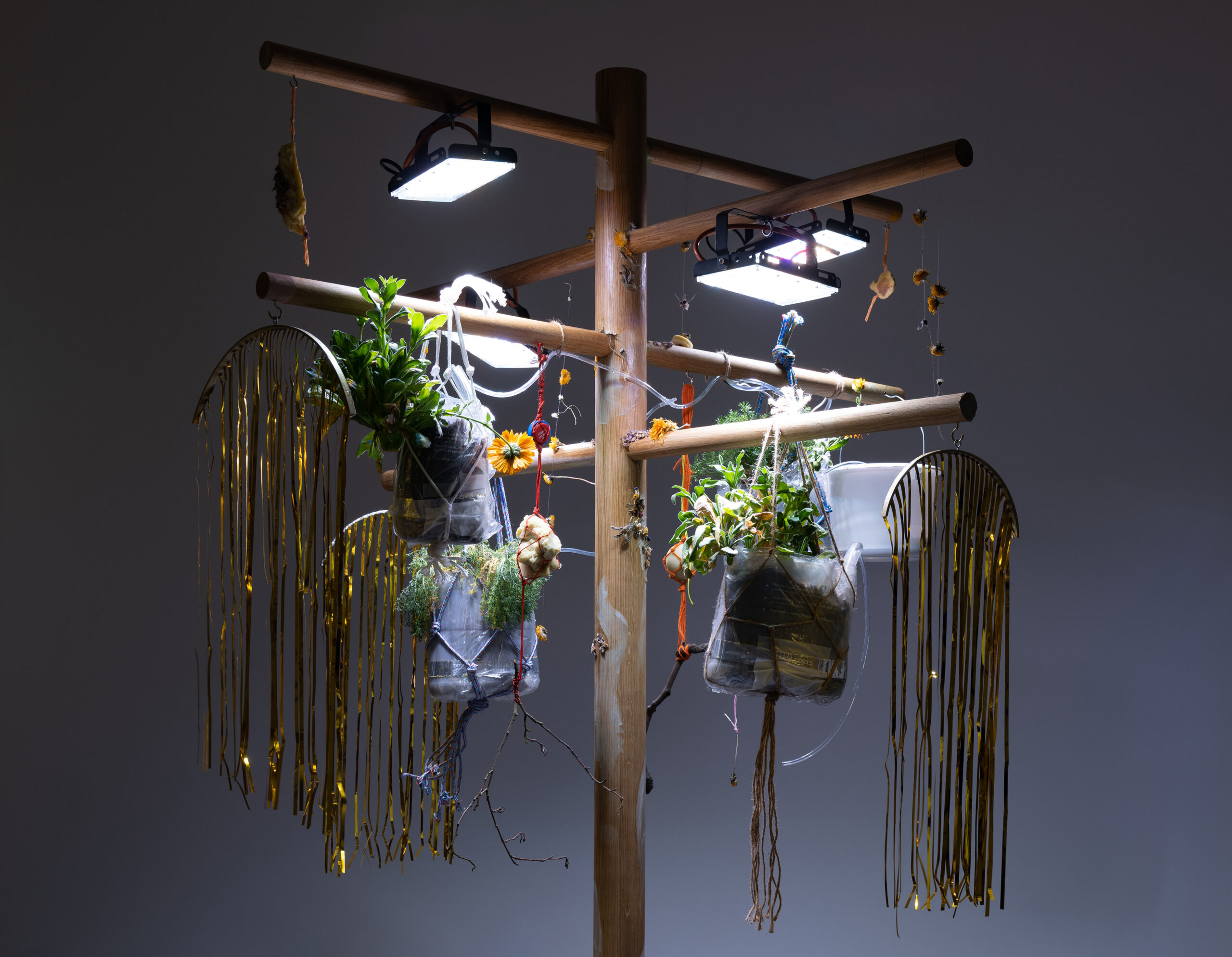 A sculptural installation with plants hanging from a tree-like wooden frame, lit by grow lights and decorated with golden foil.