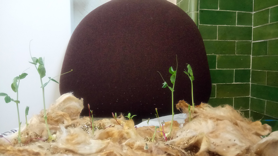 Weeds seeding in a rough piece of beige wool