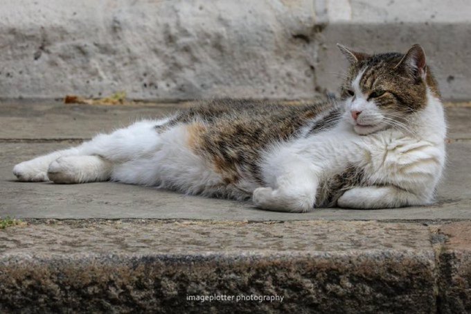 A brown and white cat lounges on the pavement.