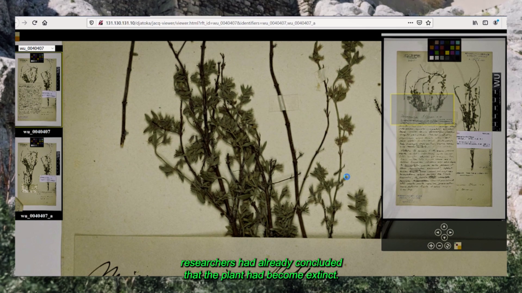 A still from a video essay. A screen showing a photograph of a dried plant taped to cream paper. In the thumbnail images at the side we can see handwritten notes accompany the preserved plant. The caption, in bright green text, reads: 'researchers had already concluded that the plant had become extinct.'