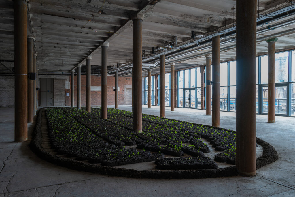 Inside a warehouse the floor is covered with soil where new seedlings are sprouting.