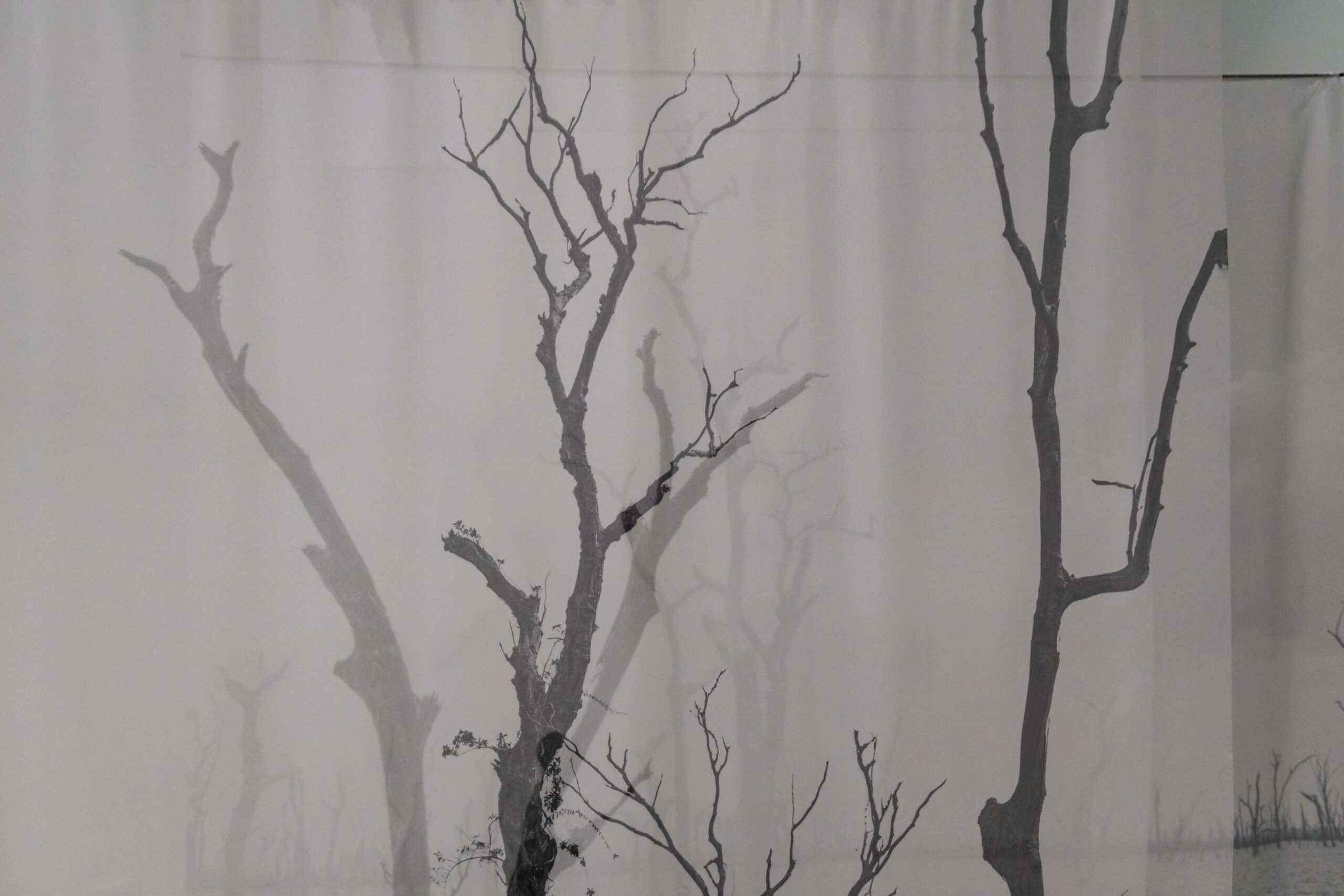 Layers of white gauze fabric hanging in a gallery, printed with images of skeletal grey trees.
