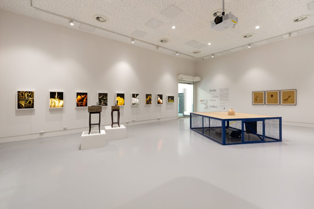 A line of lightboxes with scanned images in on the back wall left; three framed drawings on the back wall right; a couple of small bronze sculptures on tables in the midground, along with a large, cage-like installation.