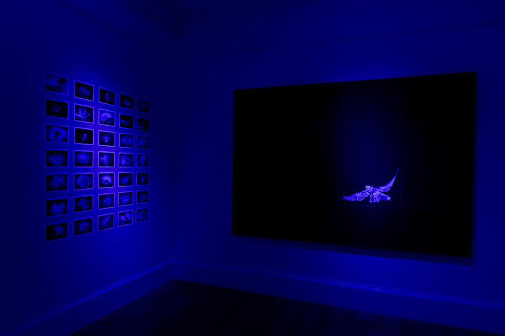 A dark bluely lit gallery space with a large black image ahead and a softly lit bird's body, to the left lots of small black and white images in a grid