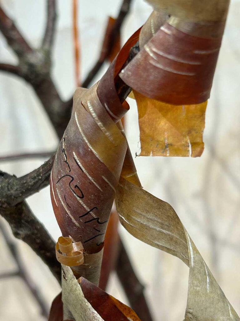 A close up of thin, pinkish brown tree bark curled around slim branches. There appear to be words written on the bark, perhaps in Arabic.
