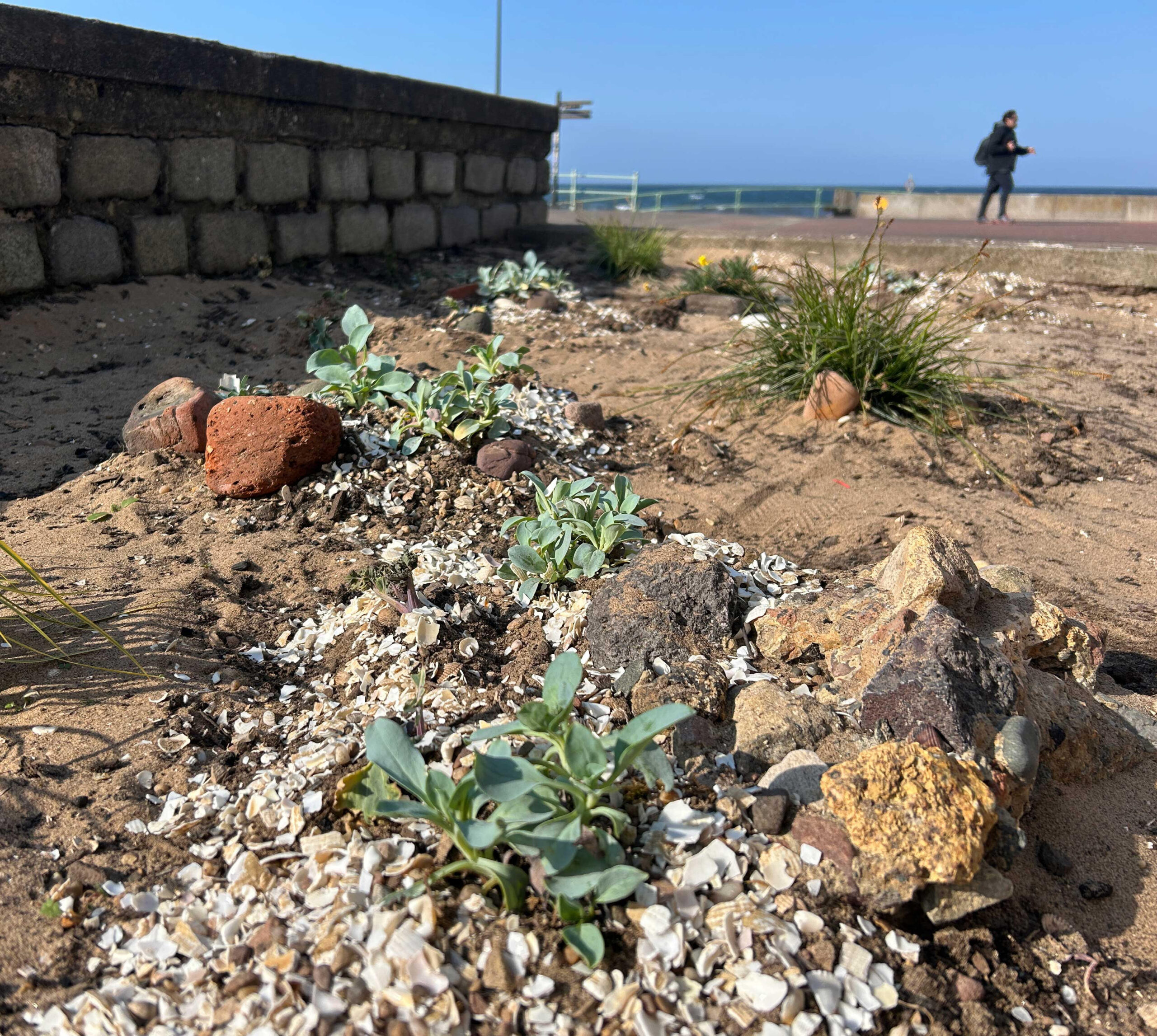 A small patch of sandy ground on a beach. Pebbles and shells as well as plants, that look deliberately arranged. A low wall behind and in the distance the sea and a person walking by.